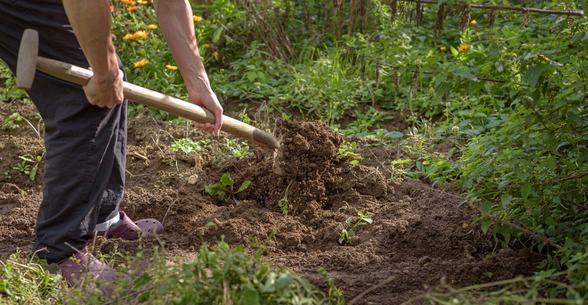 Digging an allotment